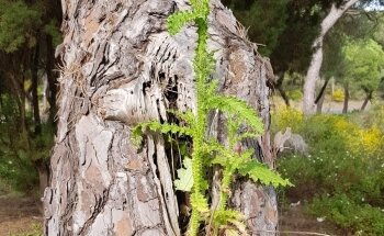 Playa de los Enebrales