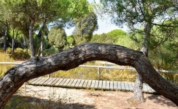 Playa de los Enebrales