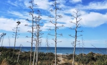 Cala Chica, Cala Grande y Barronal