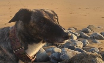 Playa La Arena Bizkaia / Area hondartza Bizkaia