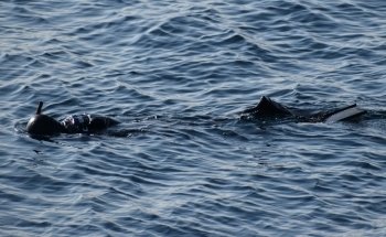 Playa de la Nova Mar Bella