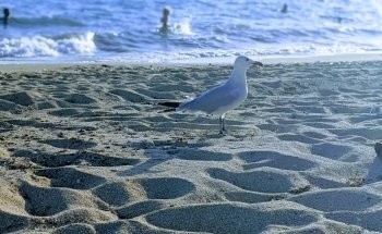 Platja de Can Pastilla