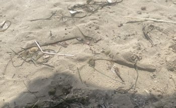 Playa de las Higuericas