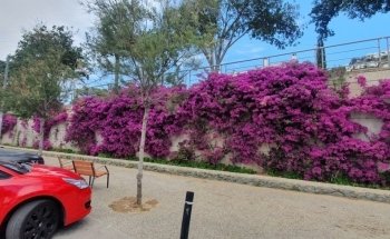 Platja dels Palangrers