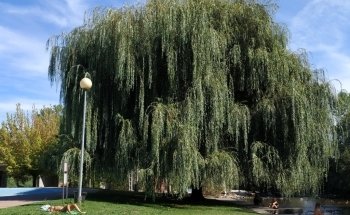 Playa Fluvial de Toral de Los Vados