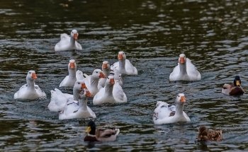 Playa fluvial Fuente Prior