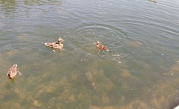 Playa fluvial Fuente Prior