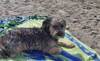 Playa del Cable, O Playa Grande.