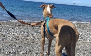 Playa del Cable, O Playa Grande.