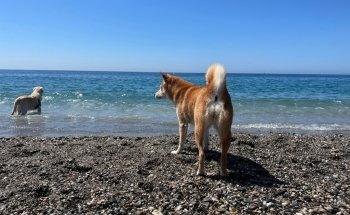 Playa del Cable, O Playa Grande.