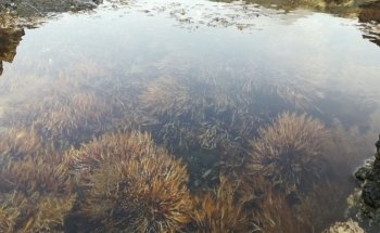 Piscina natural de Jóver