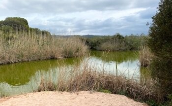 Es Tancats - Algaiarens