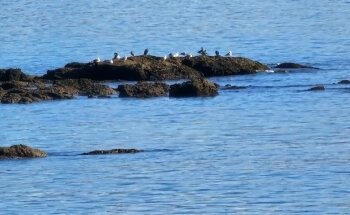 Playa de Llagosteira