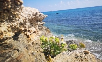 Playa el Sombrerico