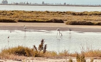 Playa del Trabucador