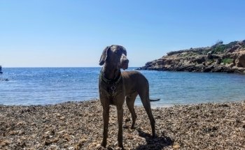 Cala Bon Caponet