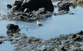 Playa Valle Gran Rey