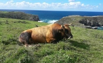 Playa Antilles